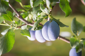plum on a branch in an orchard