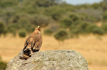 Imperial observando su territorio