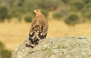 Aguila imperial con la presa