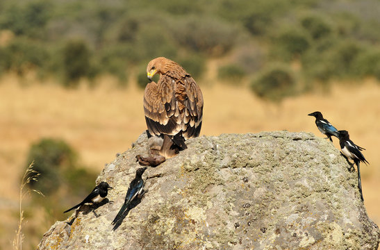 Urracas molestando al aguila