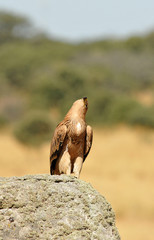 Joven imperial mirando hacia arriba