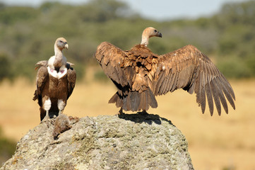 Dos buitres leonados
