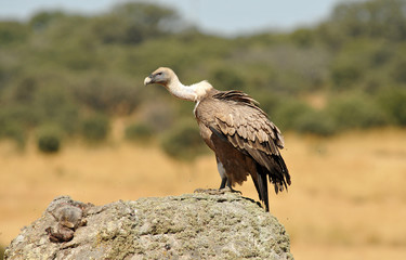 Un buitre en el piedra