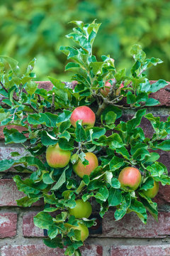 Apple tree with ripened apples in an orchard