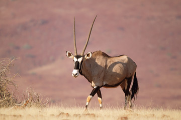 Oryx