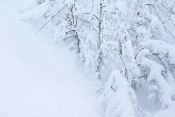 christmas background. branches of shrubs and trees covered with snow