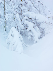 christmas background. branches of shrubs and trees covered with snow