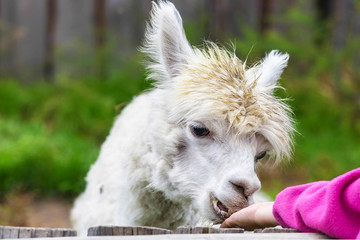Young Alpaca