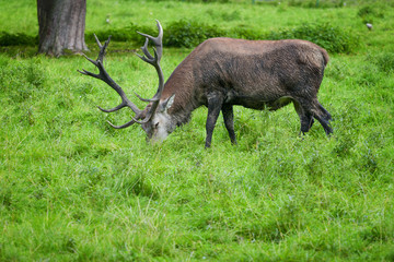 The Red Deer - Cervus elaphus.