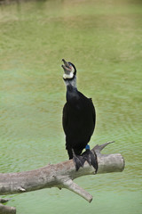 Cormorant over a branch in green water