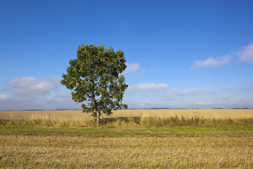 Fototapeta premium young wolds way ash tree