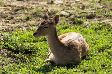 Cerbiatto in primo piano