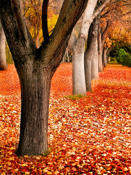 Fall Trees Landscape