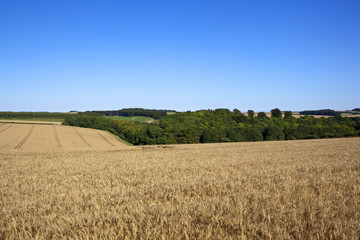 Fototapeta na wymiar pszenica złoty krajobraz