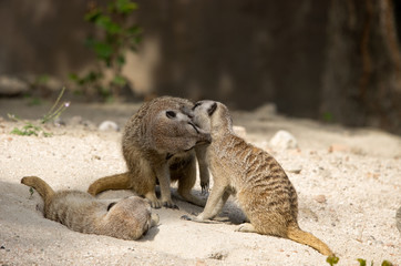 Meerkat, suricato, scoiattoli africani giocano