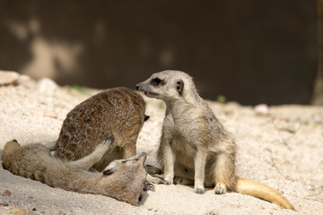 Fototapeta premium Meerkat, suricato, scoiattoli africani giocano