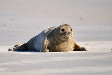 Fototapeta premium Harbor seal