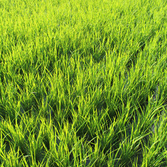 Bali - Rizières de Jatiluwih