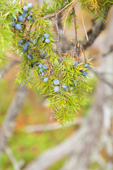 Juniperus communis