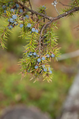 Juniperus communis