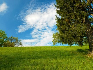 Colorful nature scenery with trees, grass and blue sky