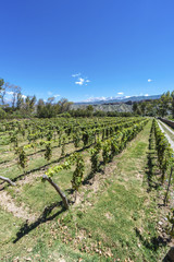 Fototapeta na wymiar Vineyards in Payogasta in Salta, Argentina.