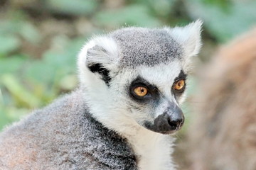 Naklejka na ściany i meble Lemur catta (maki) of Madagascar