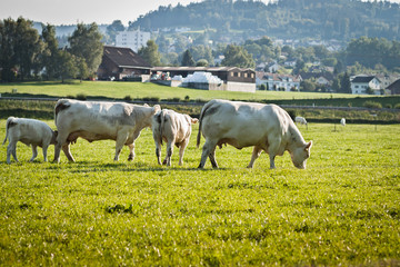 Weissblaue Belgier Kühe