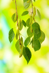 Green birch leaves, on green background