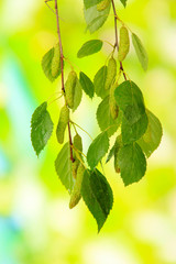 Fototapeta na wymiar Green birch leaves, on green background