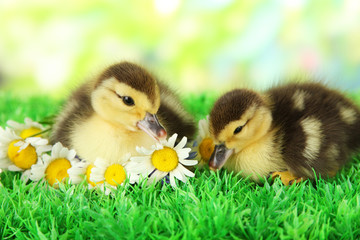 Cute ducklings on green grass, on bright background