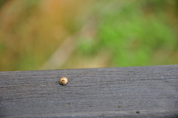 Ladybug on old grey wood with blured green background