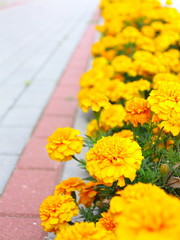 Yellow flowers in the garden. Marigold tagetes
