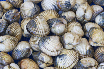 Live cockles