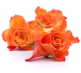 Obraz premium Orange roses