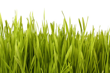 Fototapeta na wymiar Grass silhouette