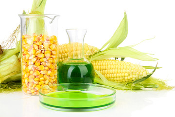 Conceptual photo of bio fuel from corn.  Isolated on white