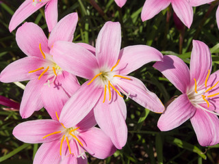 flower of zephyranthes