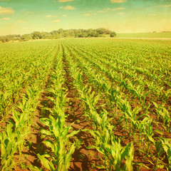 Grunge style photo of young corn field.