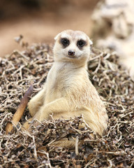 Meerkat sit on tree dry looking camera