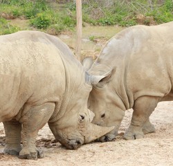 Fototapeta premium Nosorożec