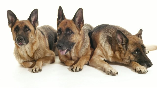 2of14 Group of purebred alsatian dogs on white background, pets