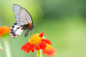 Fototapeta premium Monarch Butterfly