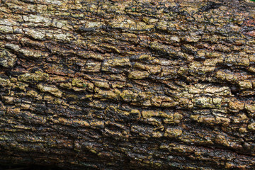 Wood texture