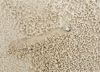 Fototapeta na wymiar Small white crab moving sand balls