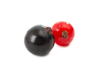 currant isolated