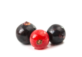 currant isolated