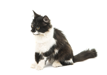 black and white kitten isolated