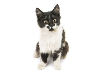 black and white kitten isolated