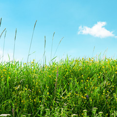 Fototapeta premium meadow and beautiful blue sky